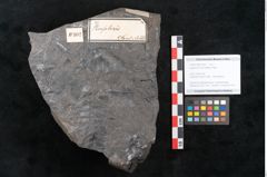 Foto (Objekt + Etikett) von Asplenium hochstetteri Unger (NHMW-GEO-2024-0188-10302)